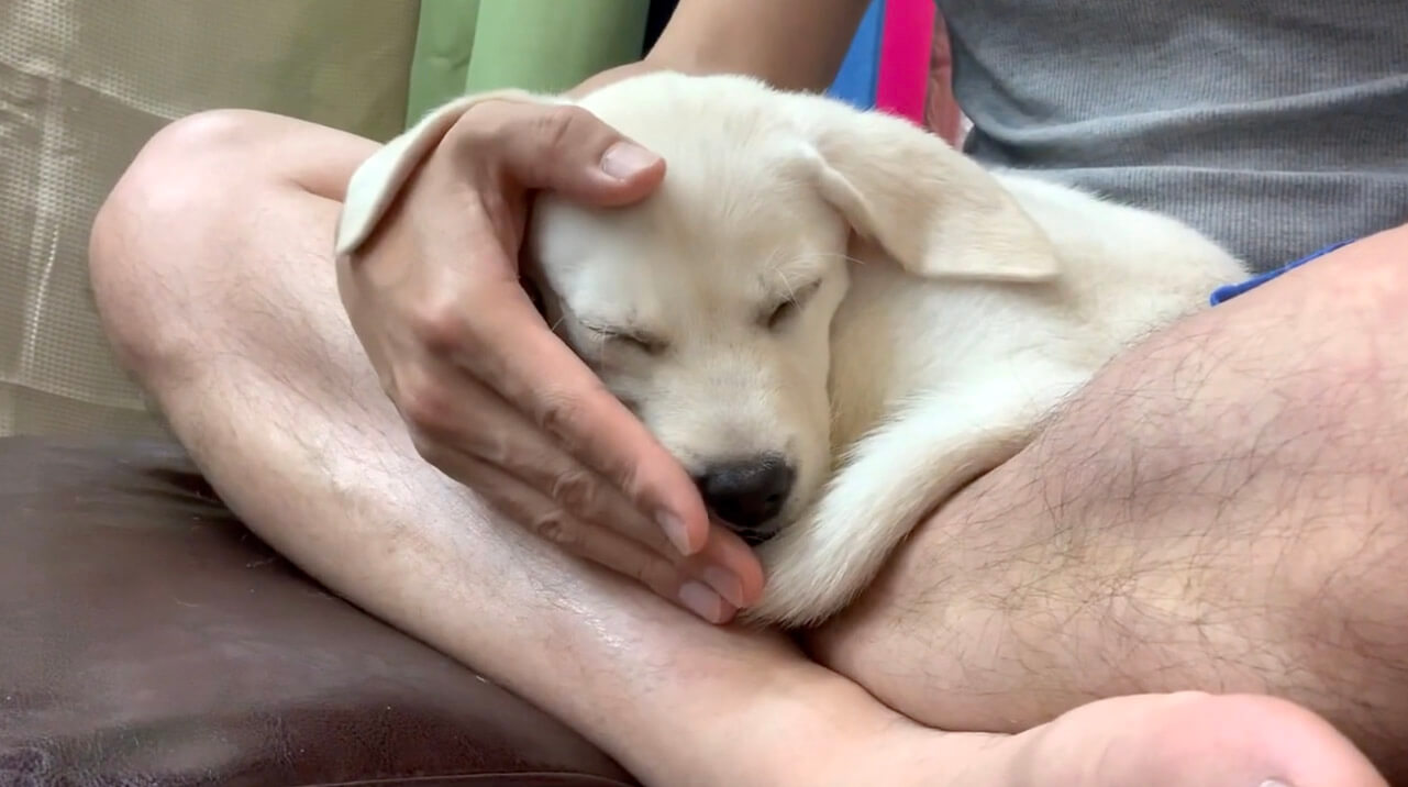 ラブラドールレトリーバー,動画