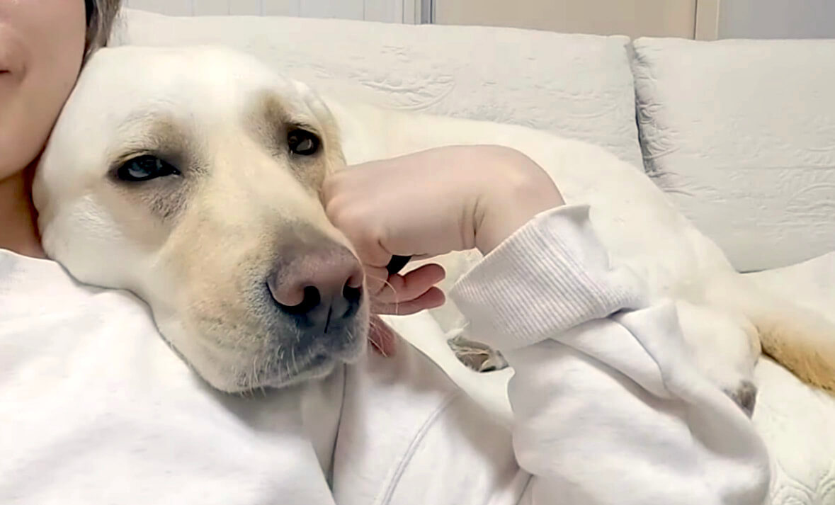 ラブラドールレトリーバー,動画