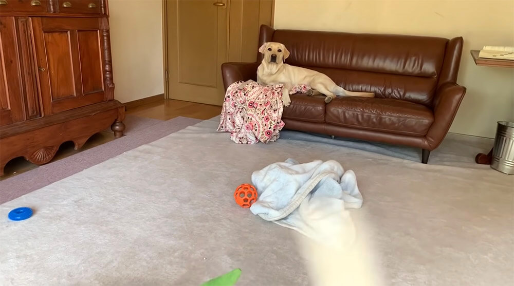 ラブラドールレトリーバー,動画