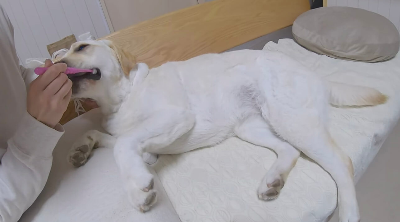 ラブラドールレトリーバー,動画