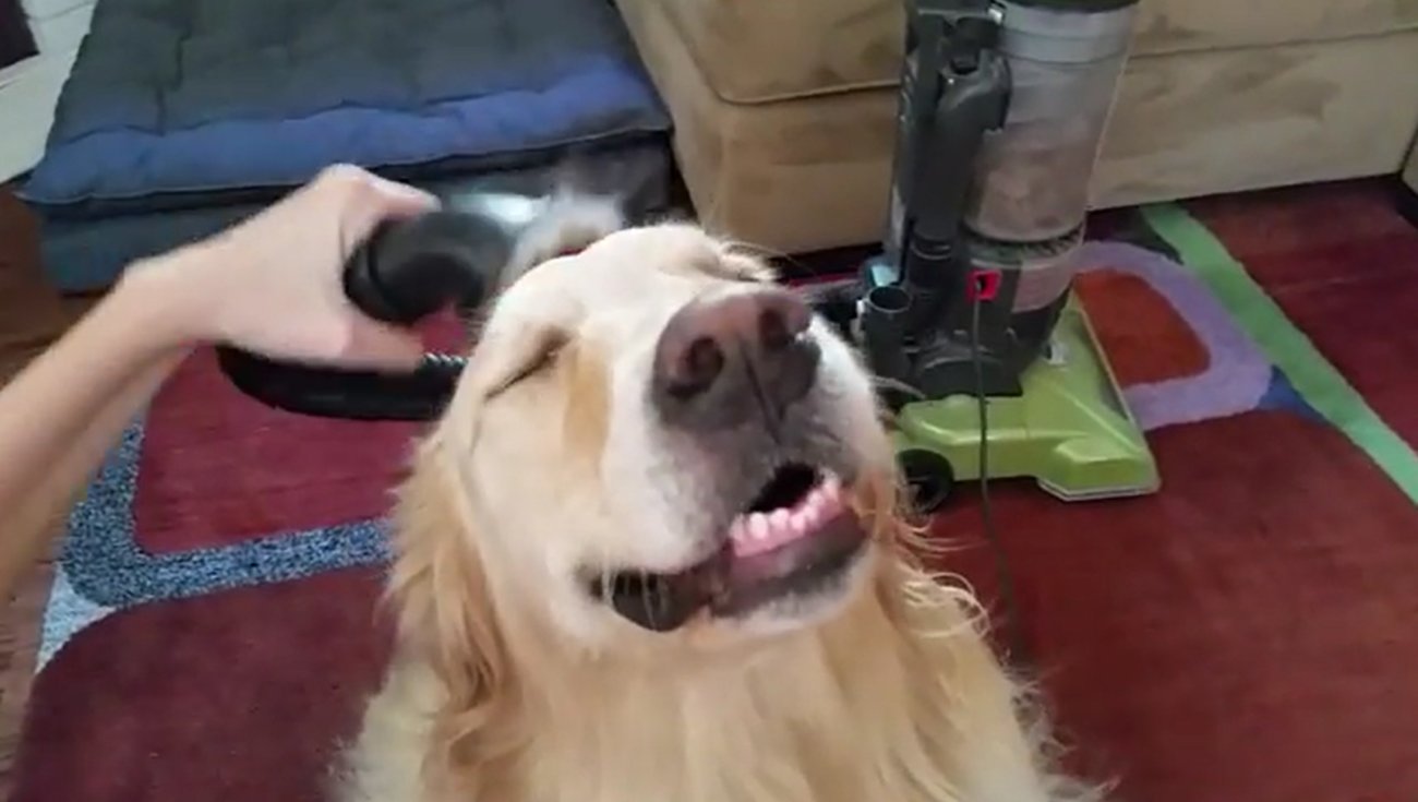 ゴールデンレトリーバー,動画