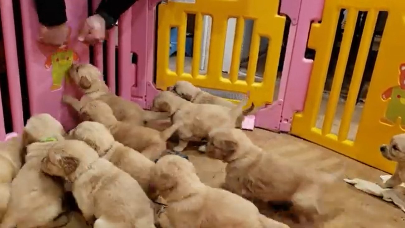 ゴールデンレトリーバー,動画