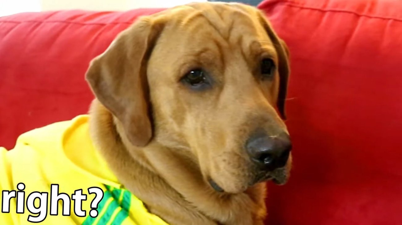 ラブラドールレトリーバー,動画