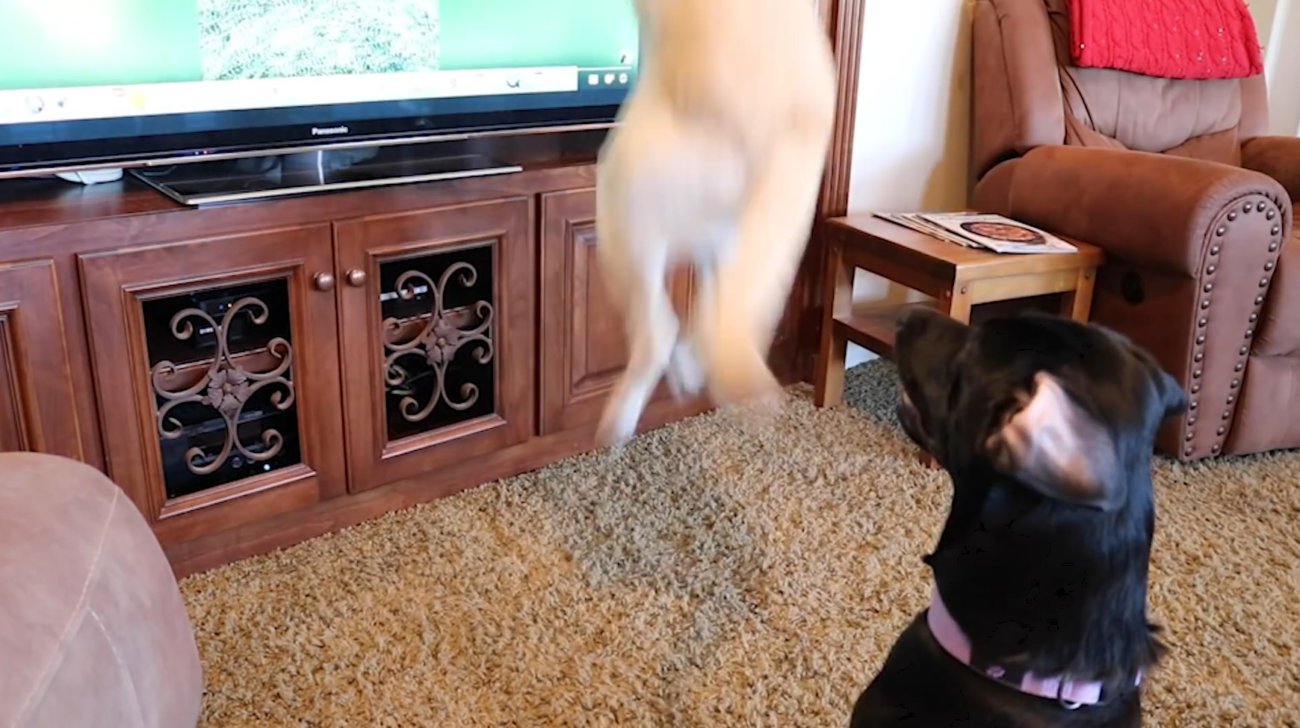 ラブラドールレトリーバー,動画