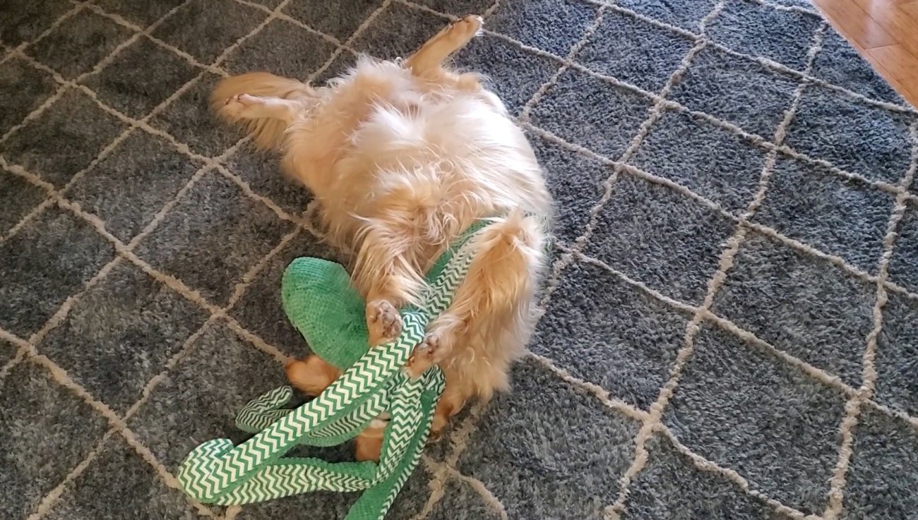 ゴールデンレトリーバー,動画