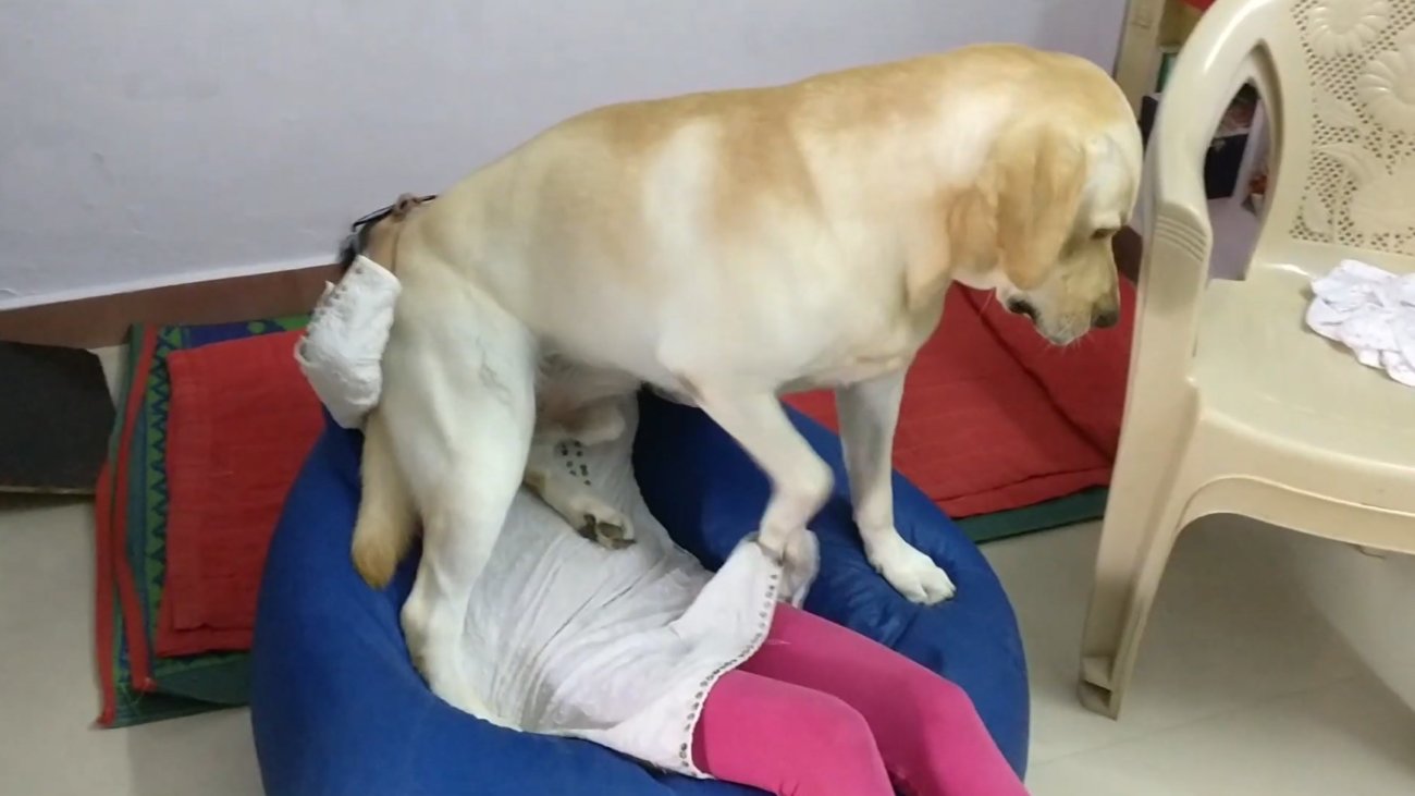 ラブラドールレトリーバー,動画