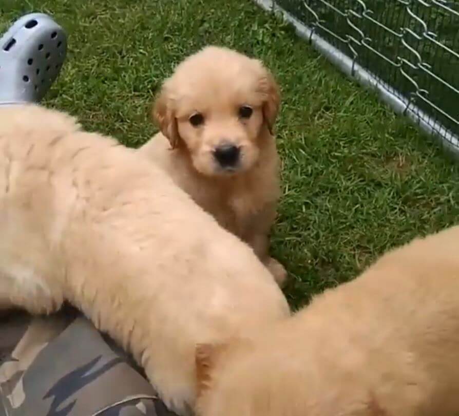 ゴールデンレトリーバー,動画