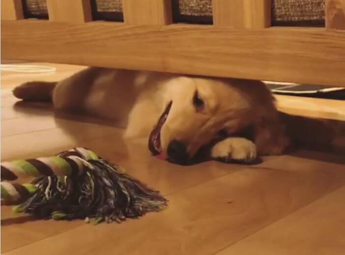 ゴールデンレトリーバー,動画