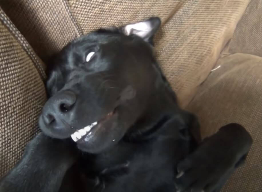 ラブラドールレトリーバー,動画