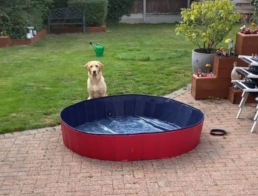 ラブラドールレトリーバー,動画