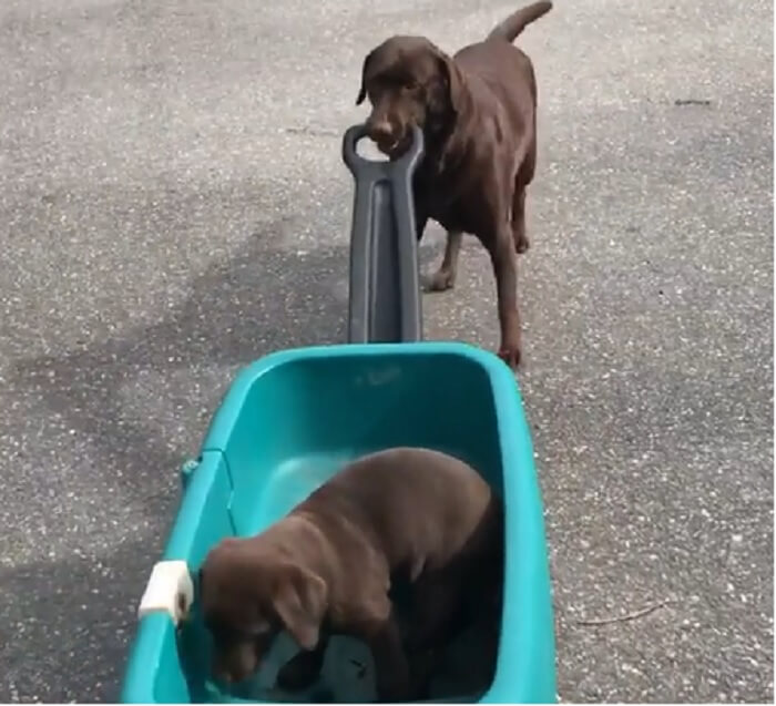 ラブラドールレトリーバー,動画