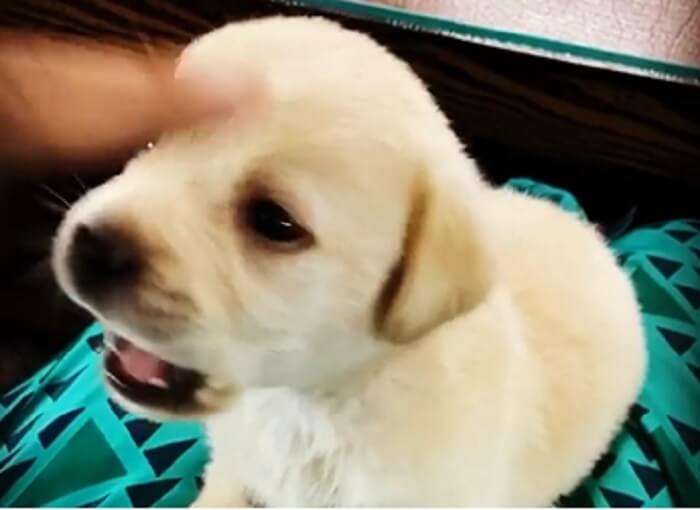 ラブラドールレトリーバー,動画