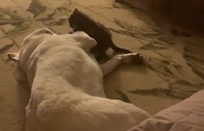 ラブラドールレトリーバー,動画