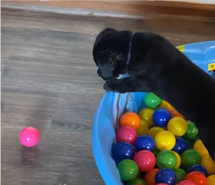 ラブラドールレトリーバー,動画