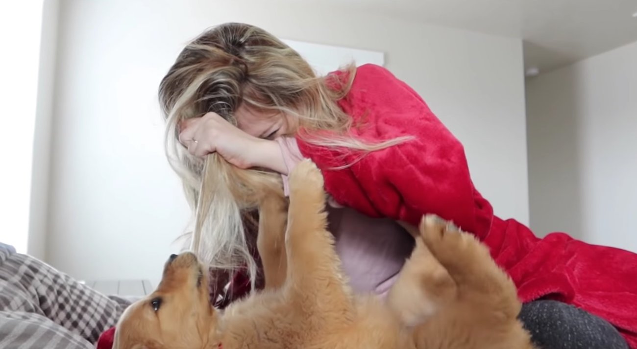 ゴールデンレトリーバー,動画