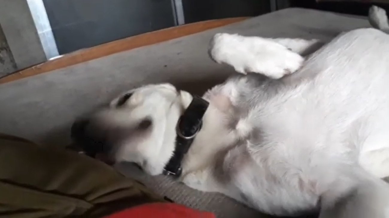 ラブラドールレトリーバー,動画