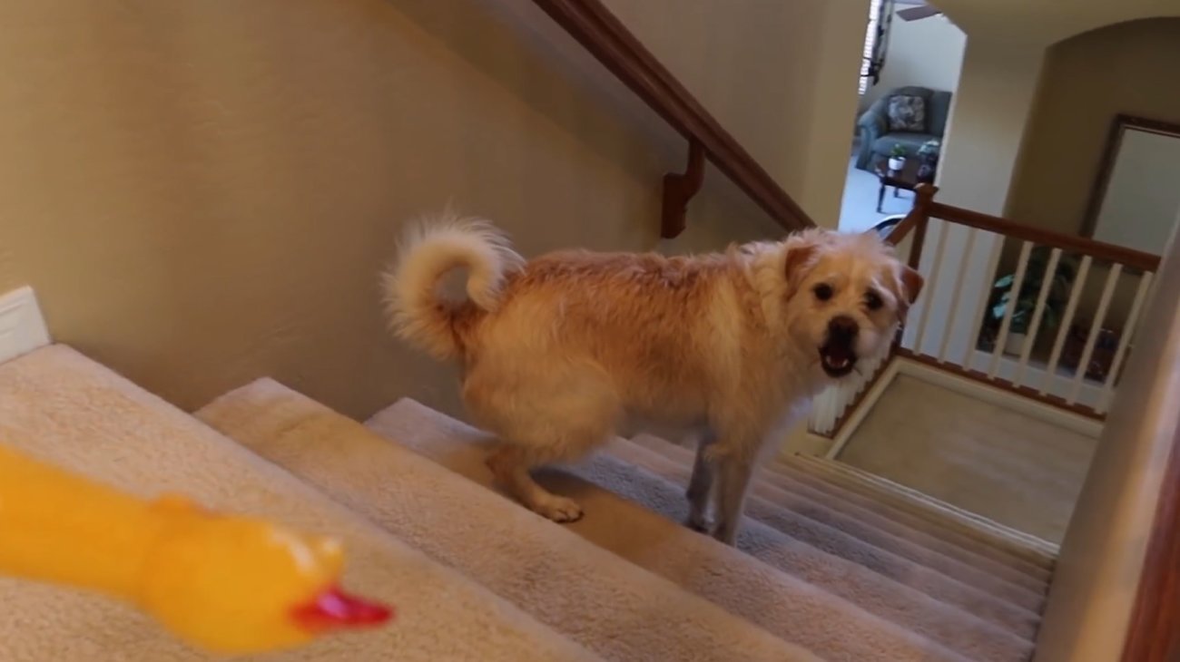 ラブラドールレトリーバー,動画