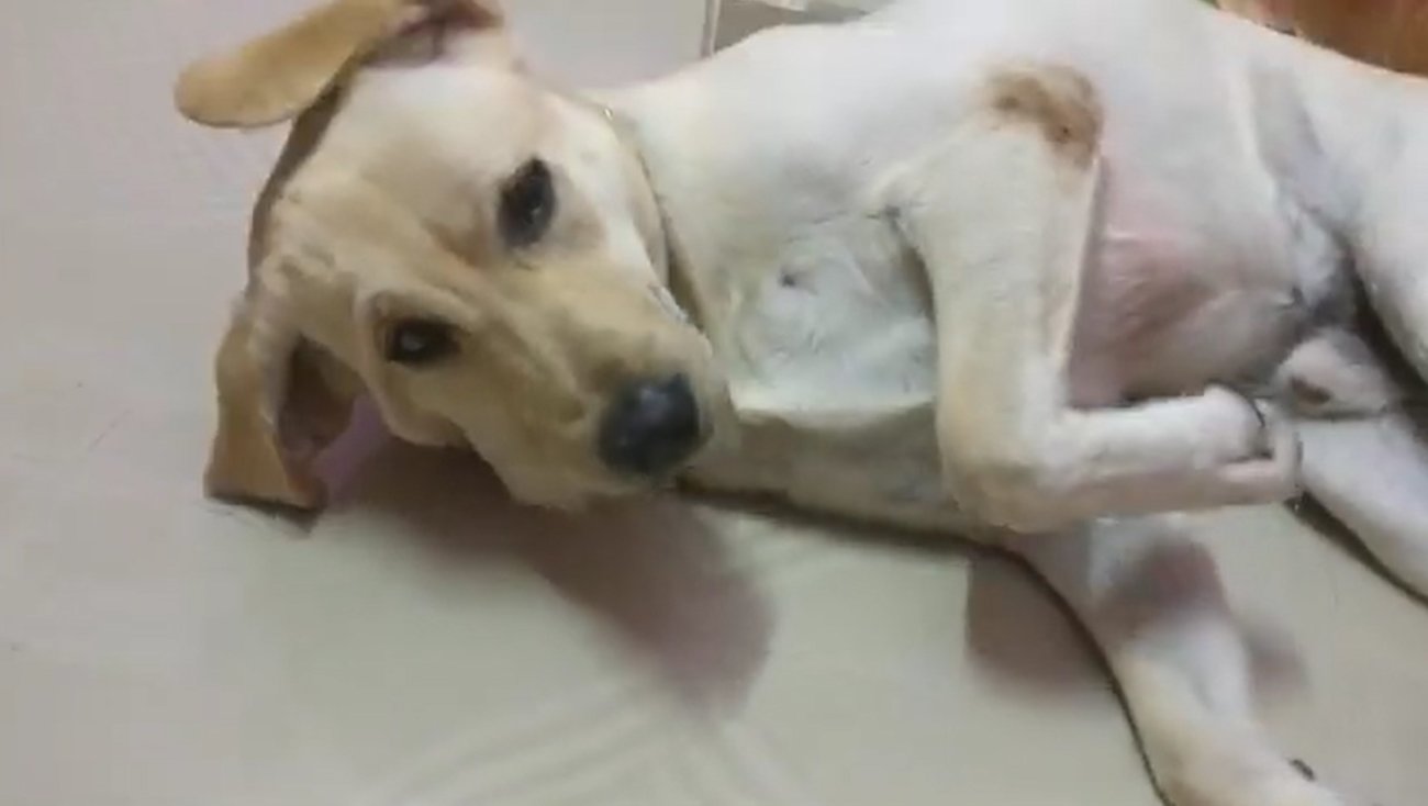 ラブラドールレトリーバー,動画