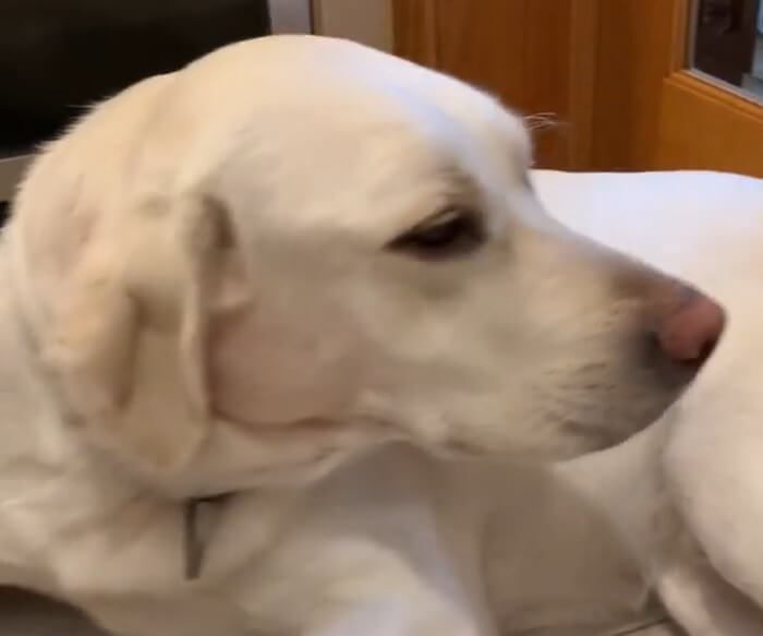 ラブラドールレトリーバー,動画