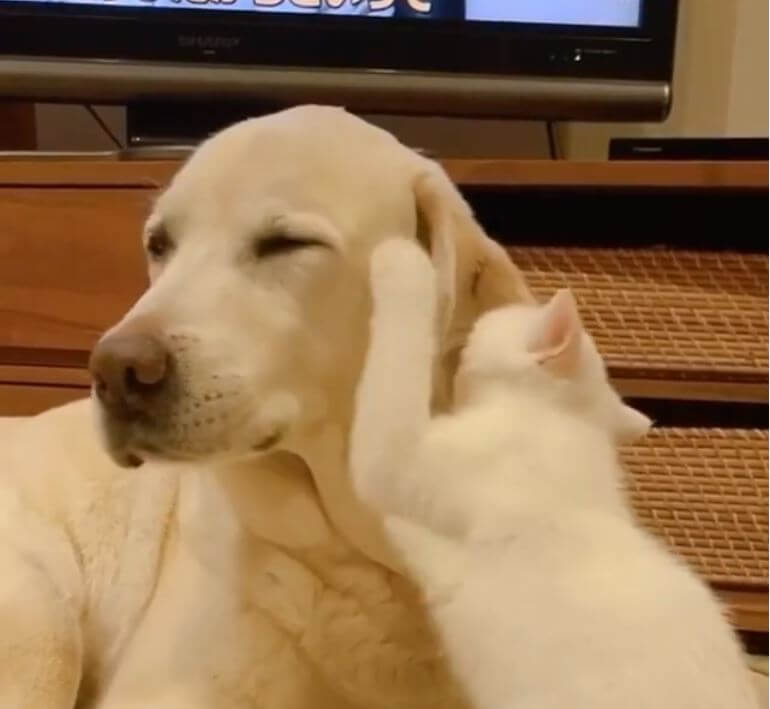 ラブラドールレトリーバー,動画