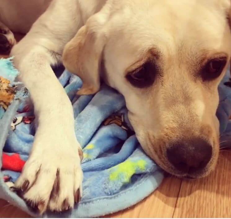 ラブラドールレトリーバー,動画