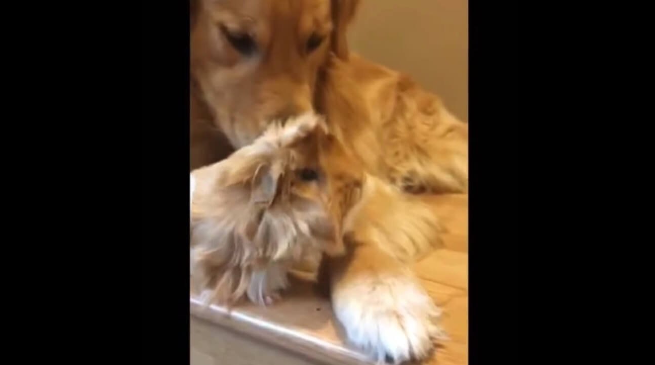 ゴールデンレトリーバー,動画