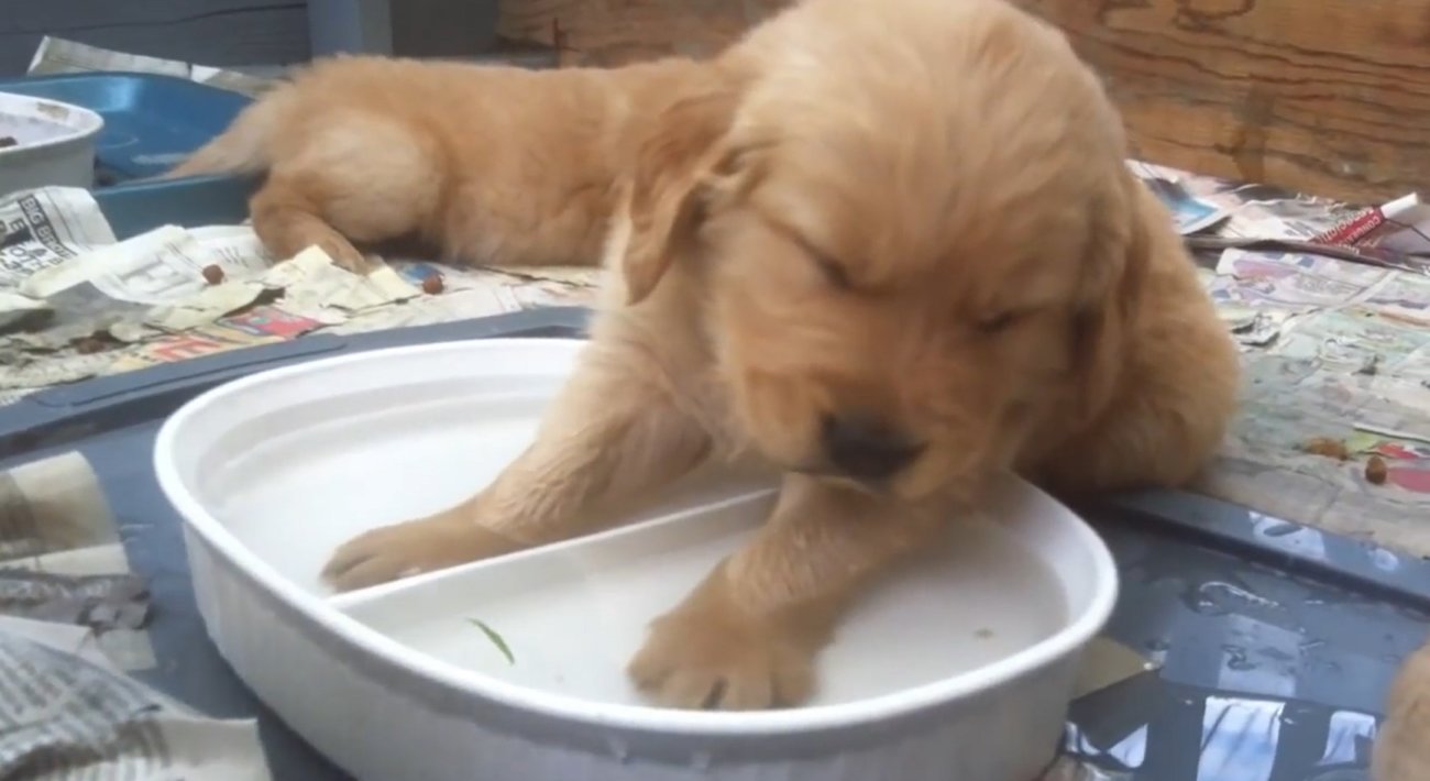 ゴールデンレトリーバー,動画