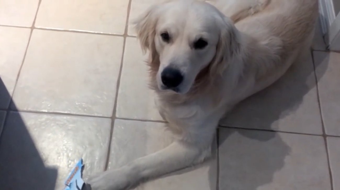 ゴールデンレトリーバー,動画