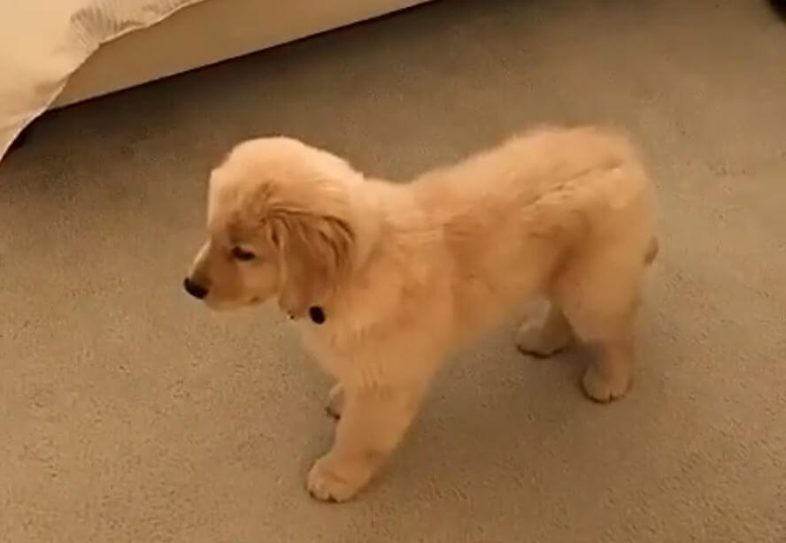 ゴールデンレトリーバー,動画