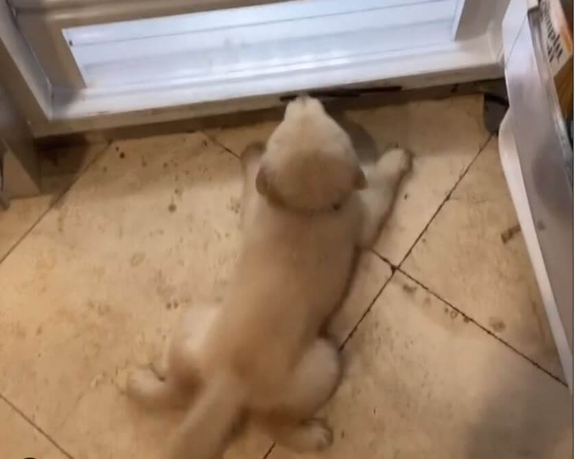 ゴールデンレトリーバー,動画