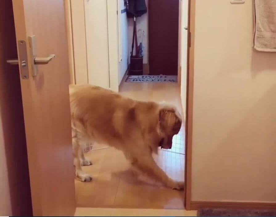 ゴールデンレトリーバー,動画