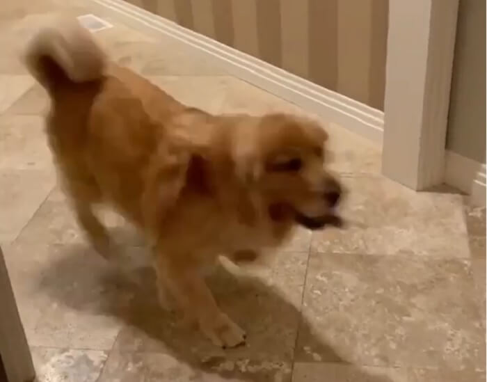 ゴールデンレトリーバー,動画