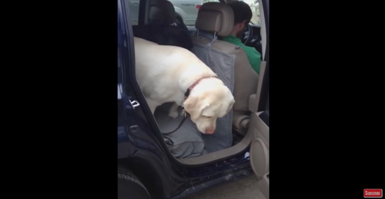 ラブラドールレトリーバー,動画