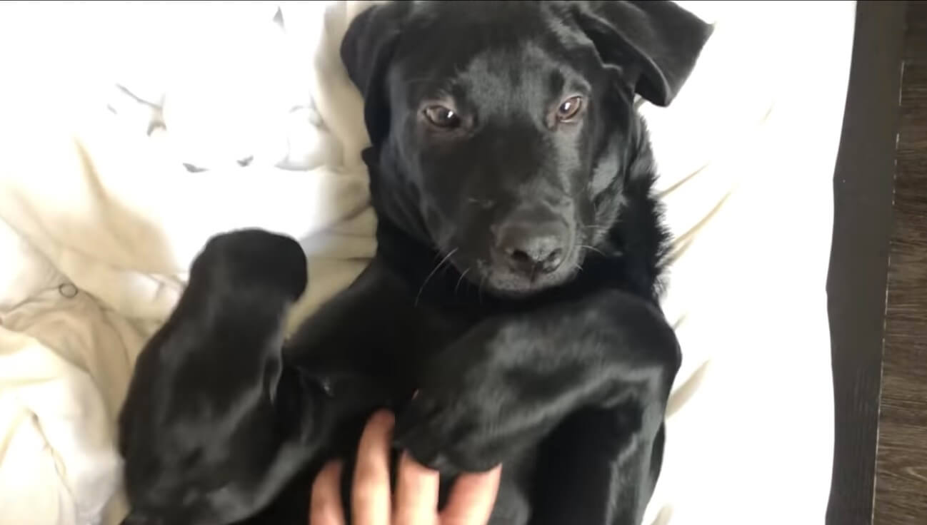 ラブラドールレトリーバー,動画