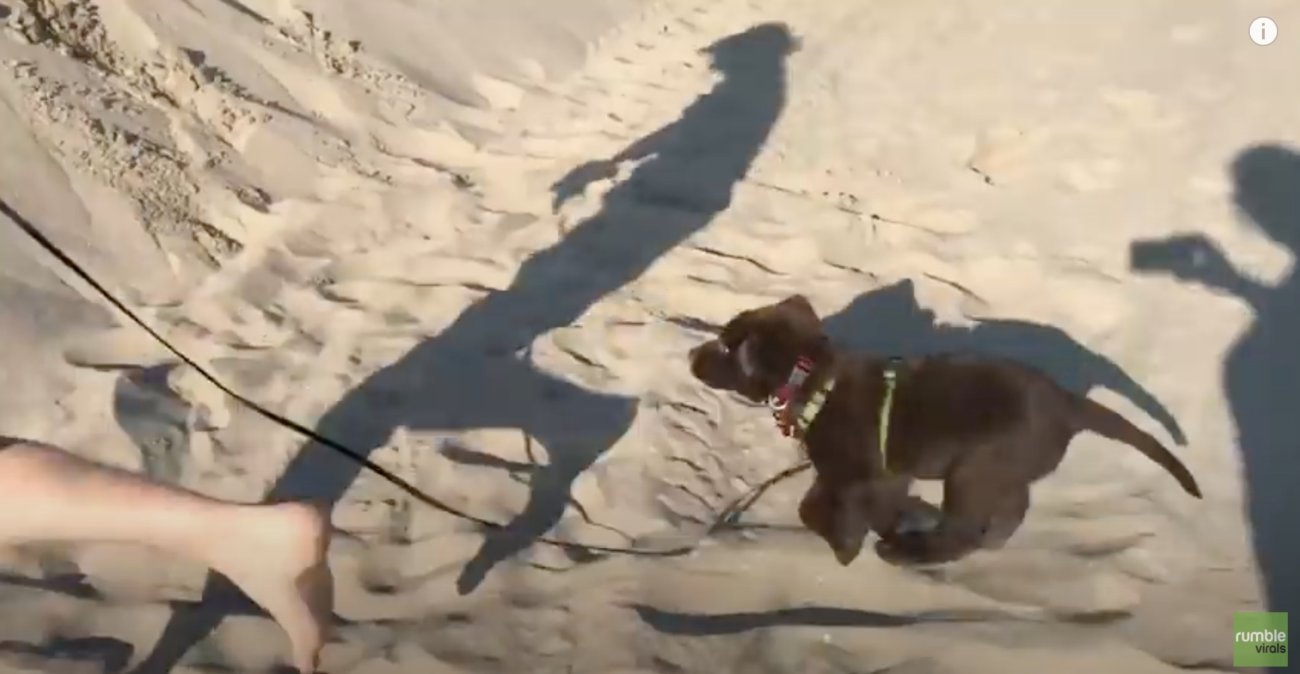 ラブラドールレトリーバー,動画