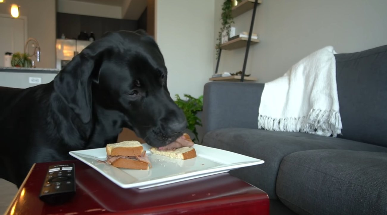 ラブラドールレトリーバー,動画