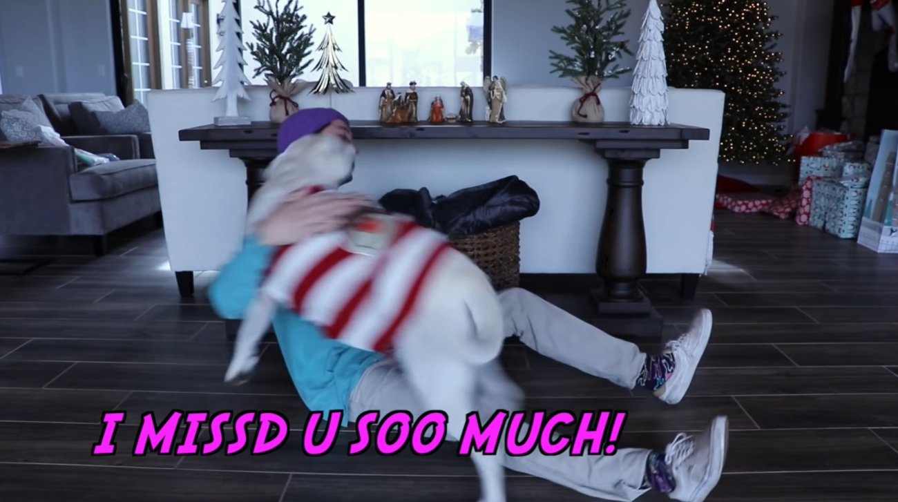 ラブラドールレトリーバー,動画