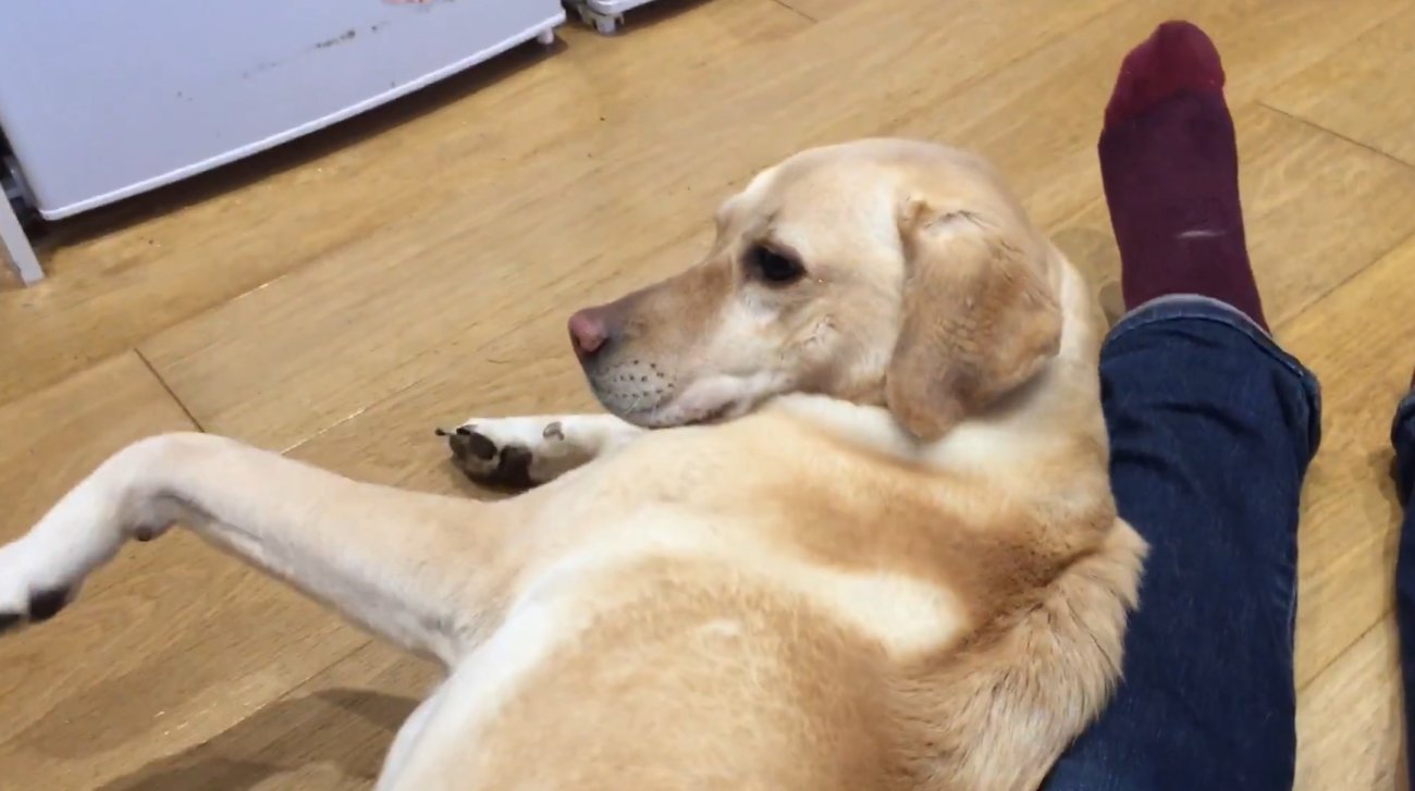 ラブラドールレトリーバー,動画