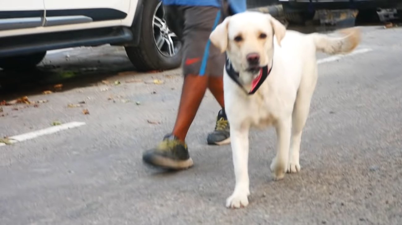 ラブラドールレトリーバー,動画