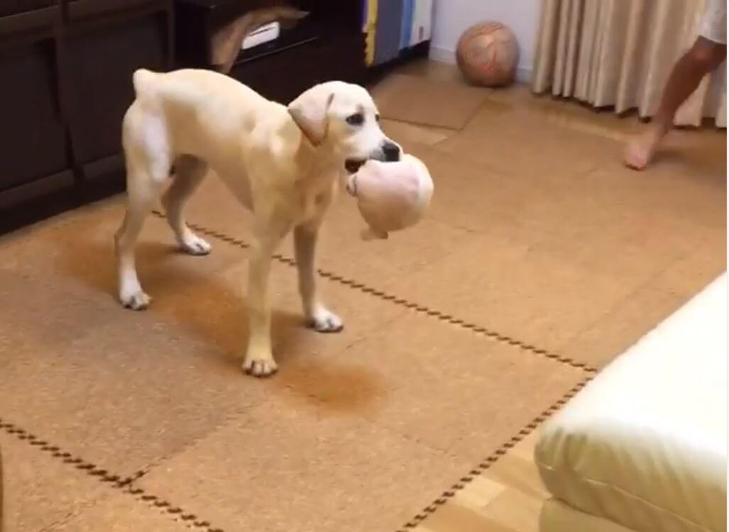 ラブラドールレトリーバー,動画