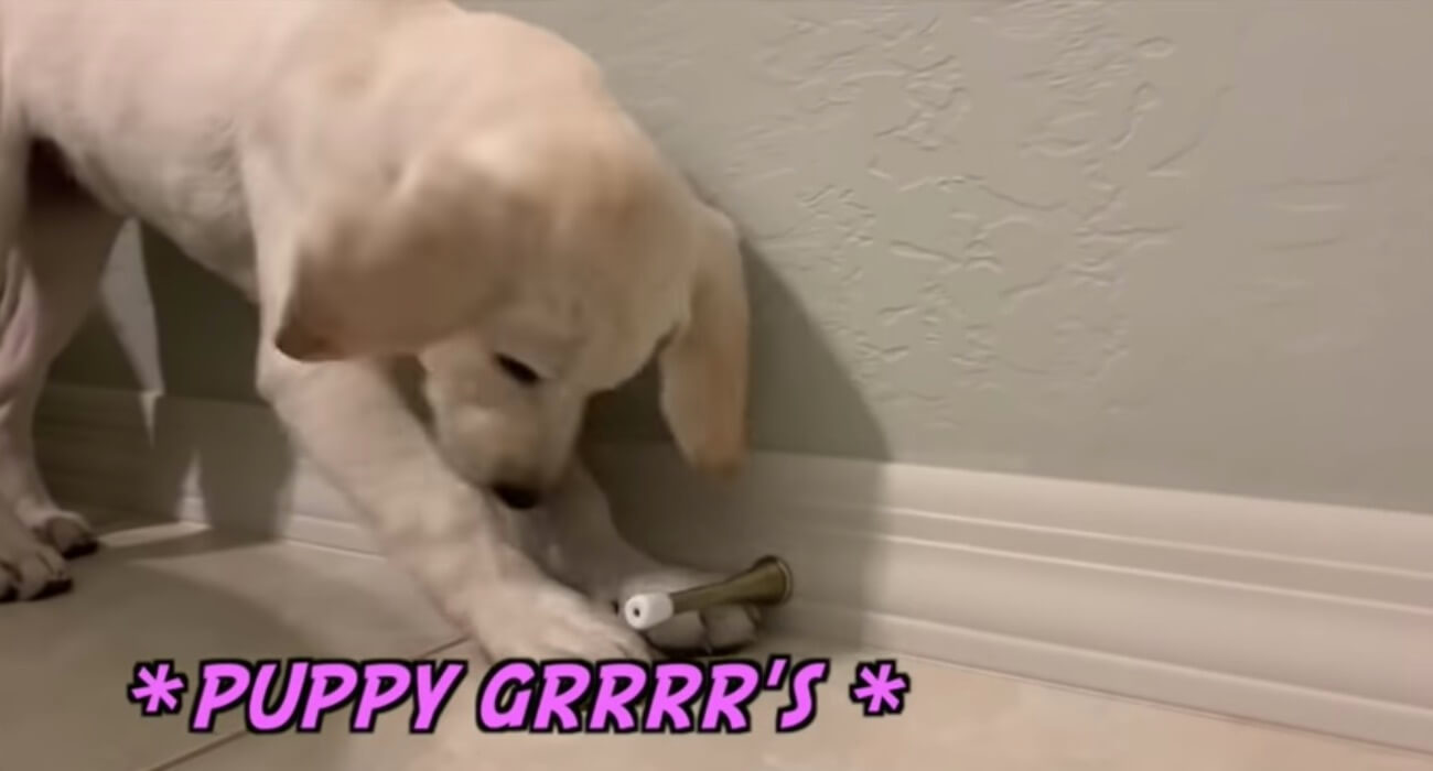 ラブラドールレトリーバー,動画