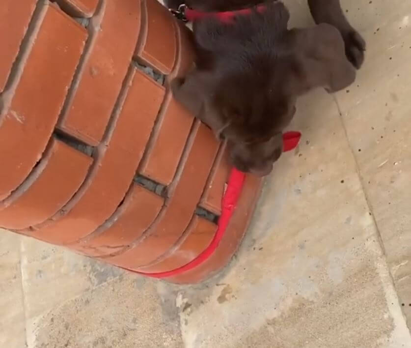 ラブラドールレトリーバー,動画