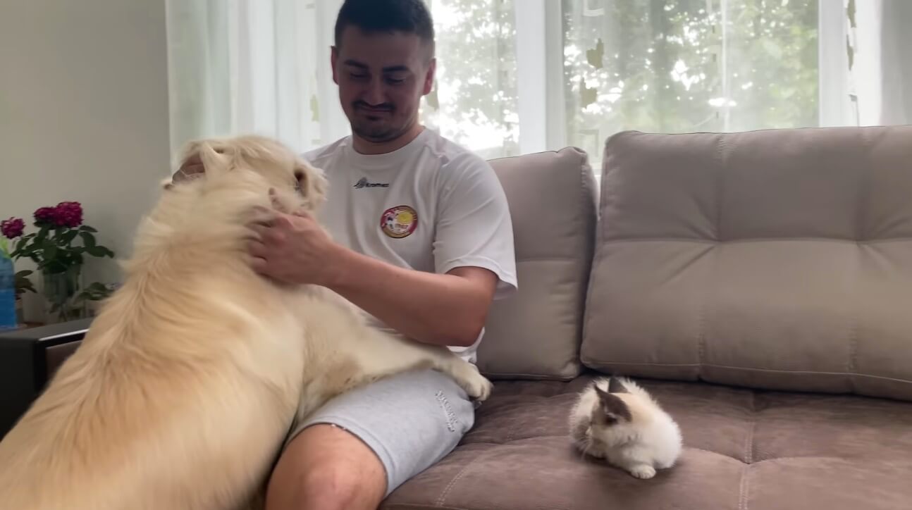 ゴールデンレトリーバー,動画