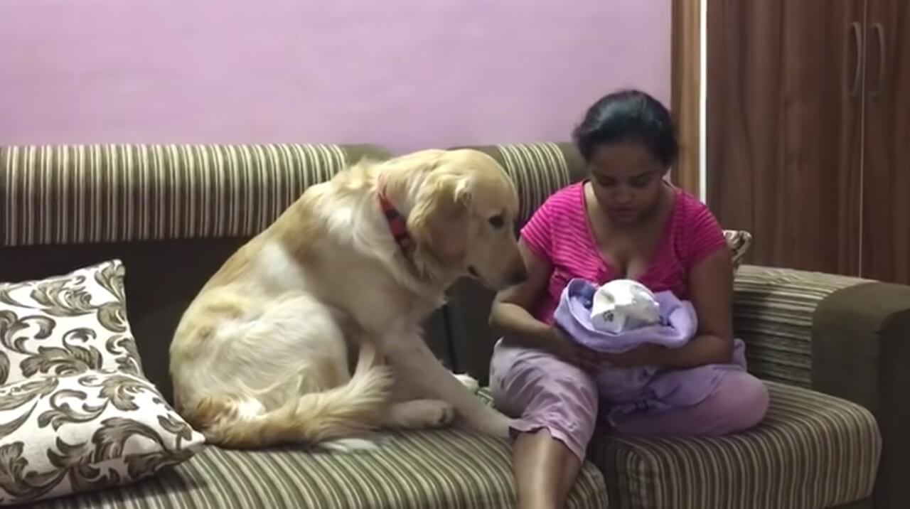 ゴールデンレトリーバー,動画