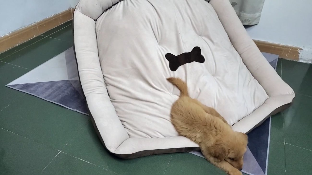 ゴールデンレトリーバー,動画