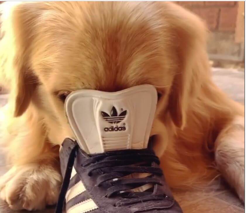 ゴールデンレトリーバー,動画