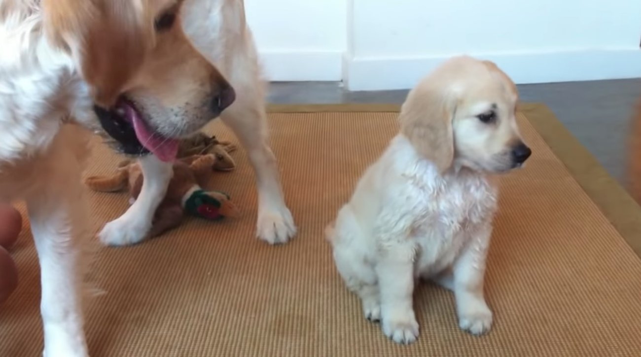 ゴールデンレトリーバー,動画