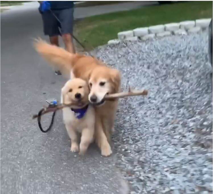 ゴールデンレトリーバー,動画