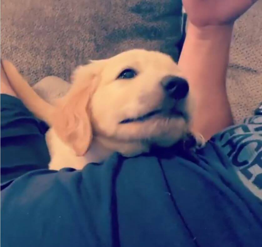 ゴールデンレトリーバー,動画