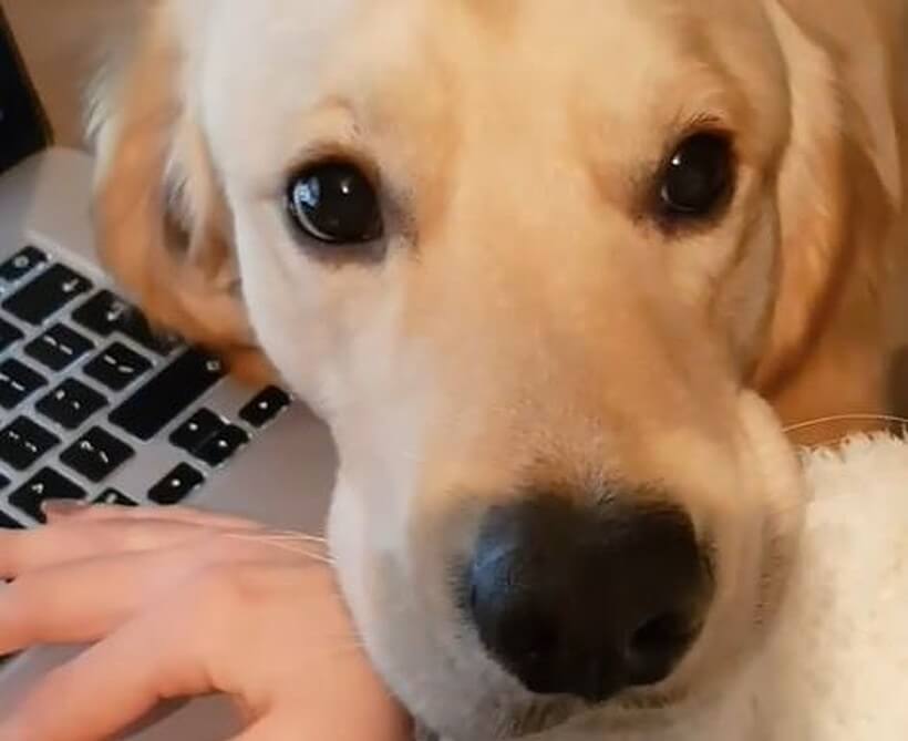 ゴールデンレトリーバー,動画